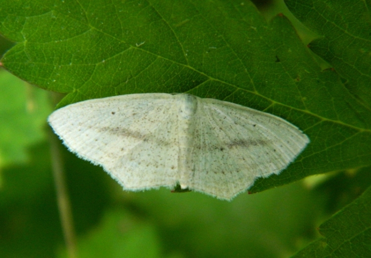 Scopula (Calothysanis) emutaria un po'' lontana dal mare...